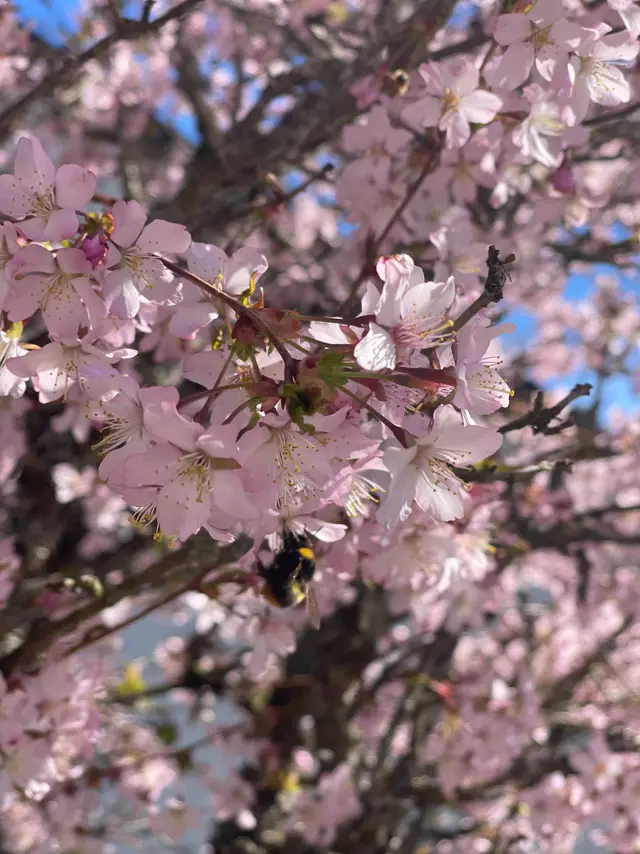 Der Frühling erwacht in Irndorf